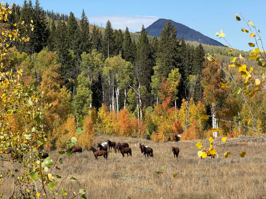 More Wild Horses Than Cars